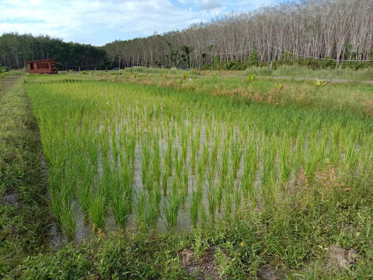 ไร่นาบัวหลวง คาเฟ่ & ฟาร์มสเตย์ Raina Bualuang Cafe & Farm Stay Ban Na No Eksteriør bilde